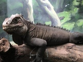 Premier Rutte neemt vier leguanen mee uit Sint-Eustatius