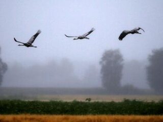 ‘Oh Oh Cherso’ voor vogels vanaf dit weekend te volgen
