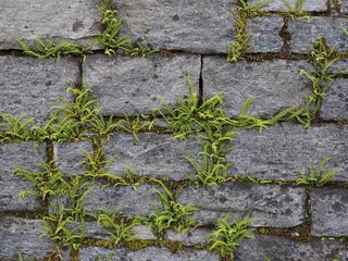 Jortcast #270: Fijn, zo'n crisis