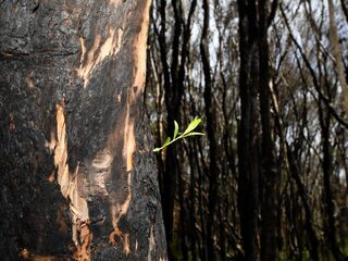 Bossen in Australië zijn verbrand maar leven nog wel