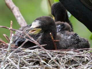 Hiervoor gebruikt een vogel sigarettenpeuken