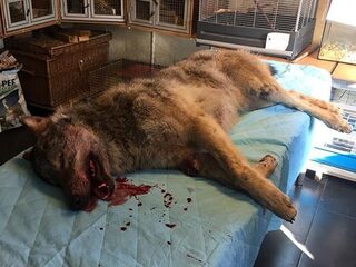 Wolf aangereden op de A28