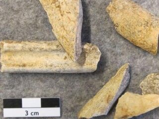 Oeroud eiwit verraadt neanderthaler