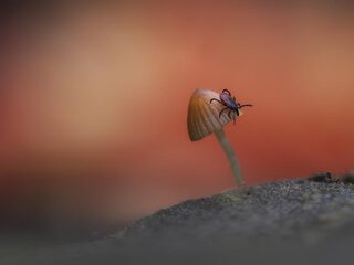 Nieuwe tekenziekte in Nederland zorgt voor hersenvliesontsteking