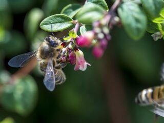 Onderzoek: veel minder insecten in regenwoud door klimaatverandering