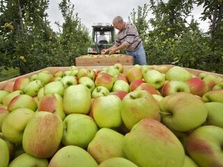 Late vorst veroorzaakt laagste appeloogst in 10 jaar