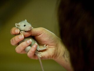 Jos Kruis leert nieuwe rattenjagers kneepjes van het vak