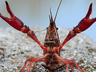 Amerikaanse rivierkreeft wegvissen is enige optie