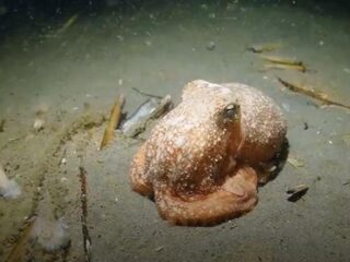 Nooit eerder werd deze octopus hier gefilmd