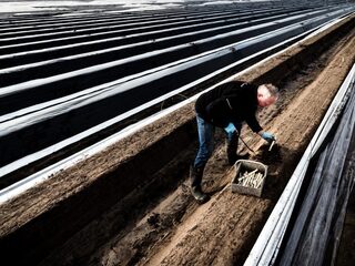 Asperges massaal de grond uit, dit jaar geen 'wit goud'