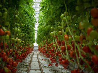 Er is geen reden tot paniek: we kunnen de wereld prima voeden