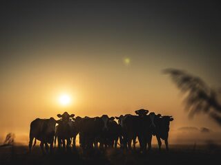 Beetje zeewier laat koeien 82% minder methaan uitboeren