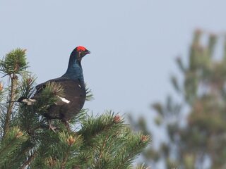 Conclusie film Attenborough: 'We kunnen zoveel beter'