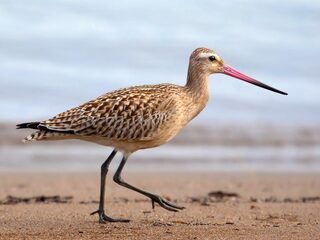 Waddenzee is onmisbaar voor rosse grutto in het nauw