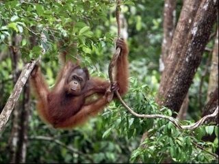 Orang-oetan op Borneo verdwijnt sneller dan gedacht