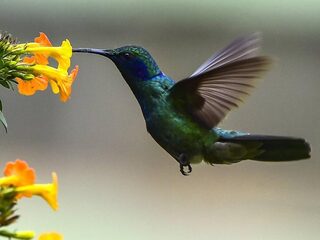 Onderzoek naar kolibries maakt drones mogelijk stiller