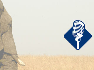 Podcast De Dag: Waar gaan Trump en Poetin het over hebben?