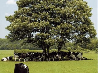 Actie ‘Bomen voor Koeien’ slaat aan