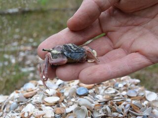 Stikstof zorgt voor verzuring bodem en dat heeft grote gevolgen