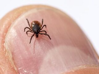 Toename aantal patiënten Lyme: hoe te handelen bij een tekenbeet