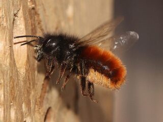 Zonder insecten, geen fruit: het belang van de metselbij