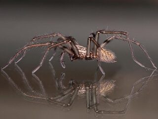 Spinnen in huis? Wees blij!