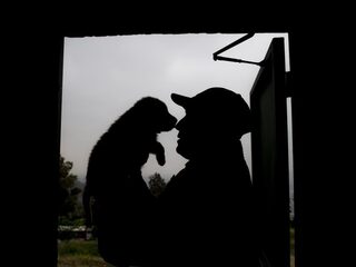 'Puppykamer op universiteit niet goed voor de dieren'