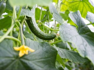 Nederland wil afwijkend groente en fruit: supermarkten zijn aan zet
