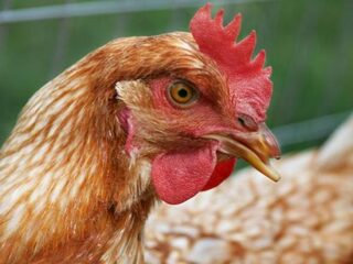 Genetisch gemodificeerde kippen als draagmoeders