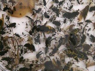 Deze nieuwe insectensoorten kun je vinden in Nederland