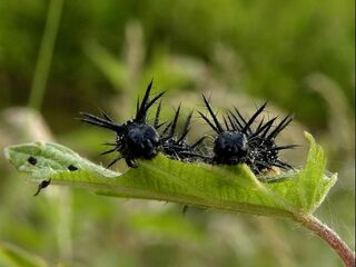 Het belang van brandnetels