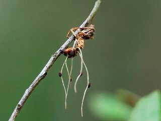 Schimmel verandert mier in zombie