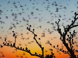 De wereld telt 50 miljard vogels - vooral zeldzame