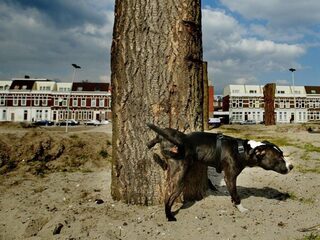 Hondenbelasting: waarom je dit in de ene gemeente wel betaalt en in de andere niet