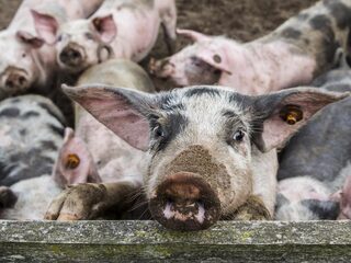 'In Nederland wordt krankzinnig groot aantal dieren geslacht'