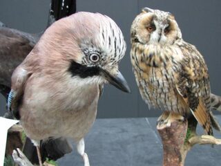 Nederlands Kampioenschap dieren opzetten