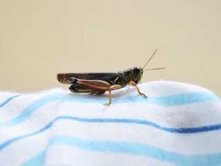 De krekelburger 'smaakt een beetje naar noten'