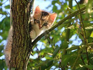 Kunnen we katten nog wel buiten laten loslopen?