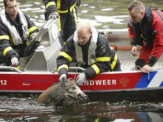 Wilde zwijnen: inperken of de ruimte geven?