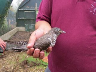 Koekoek uit 'Beleef de Lente' vliegt uit