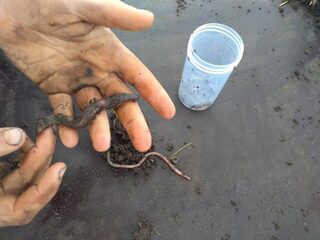 Hoe regenwormen boeren kunnen helpen in tijden van extreme droogte