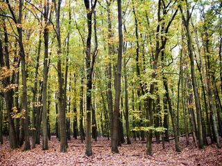 Had Nederland vroeger veel minder bos dan nu?