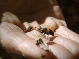 Zeg het met geur: wegwezen jij!