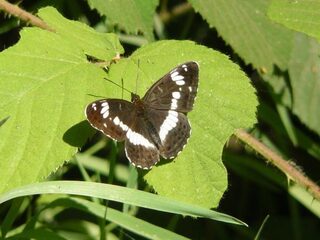 Vluchtelingen helpen vlinders in natuur