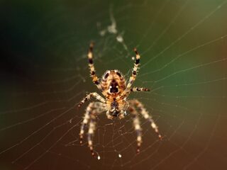 Spinnentelweekend: kaskaardespin in je vensterbank!