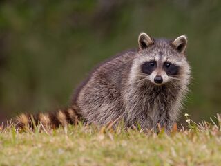 Wasberen in Vught: wat doen invasieve exoten hier?