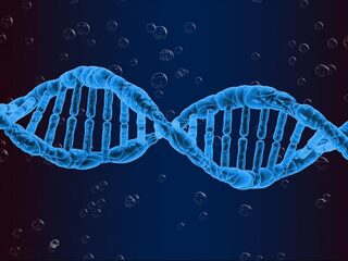 Voor het eerst waargenomen: het ontstaan van nieuwe genen