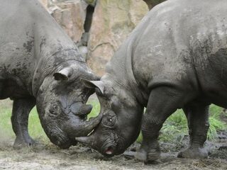 Monumentaal Blijdorp