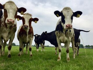 'Agrarisch boegbeeld? We zijn dol op Yvon Jaspers'