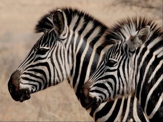 Weten we nu dan eindelijk waarom een zebra strepen heeft?